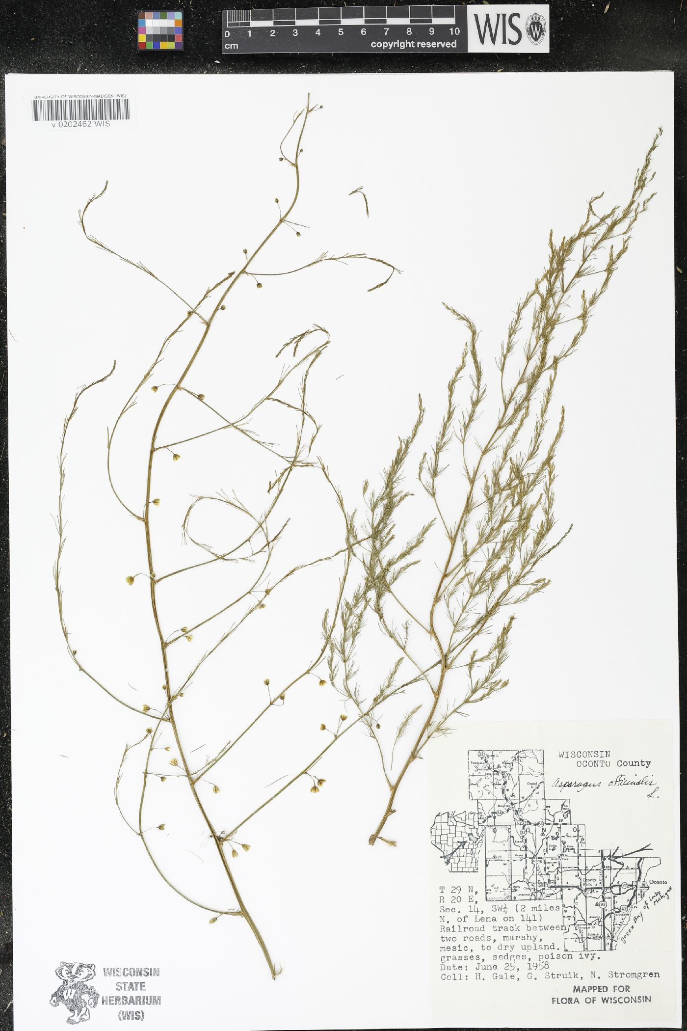 Asparagus officinalis image