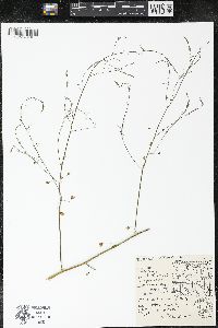 Asparagus officinalis image