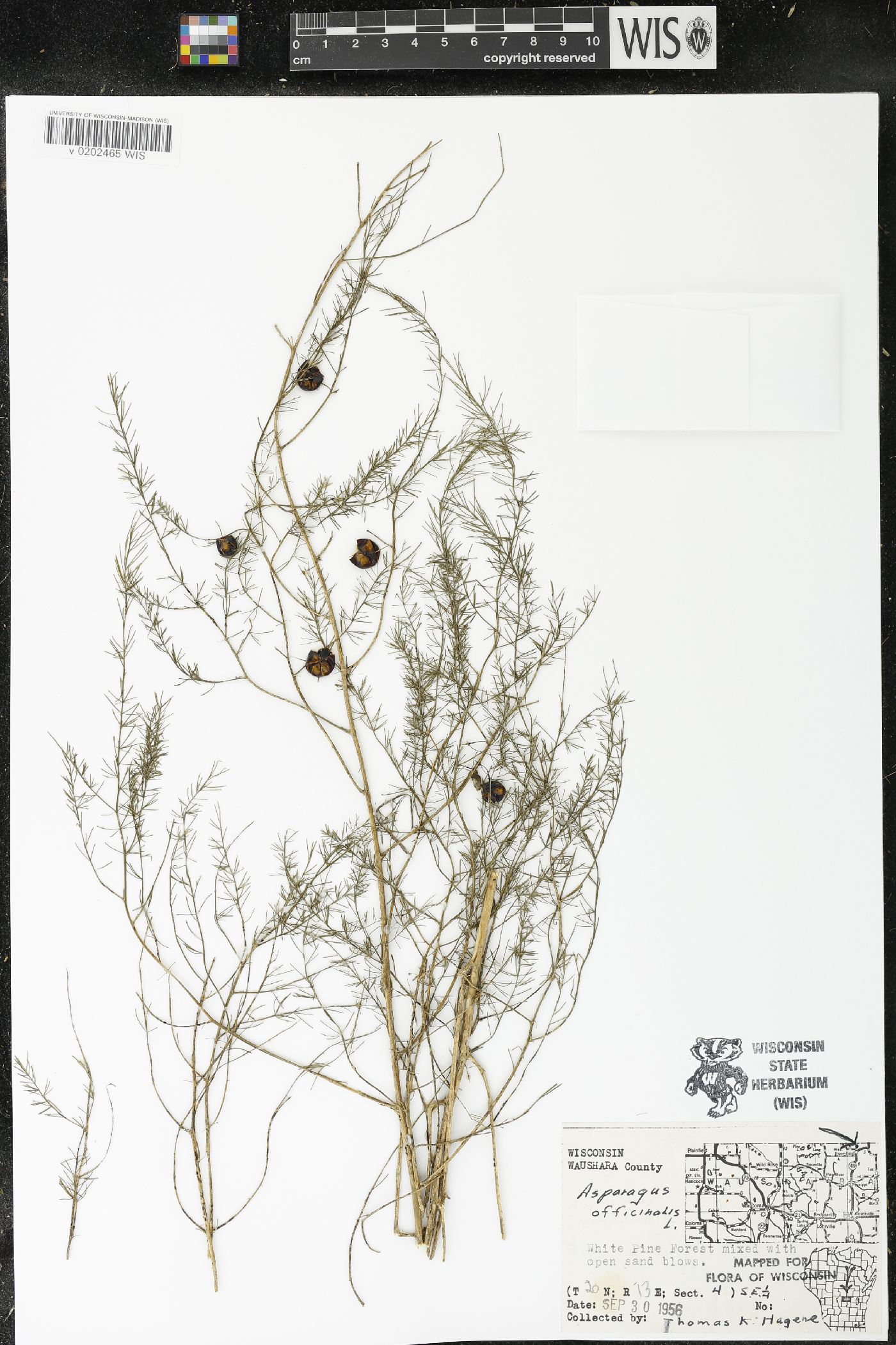 Asparagus officinalis image