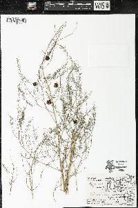 Asparagus officinalis image