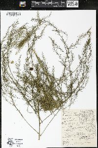 Asparagus officinalis image