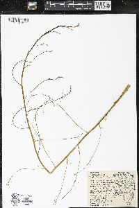 Asparagus officinalis image