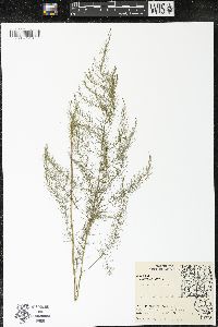 Asparagus officinalis image