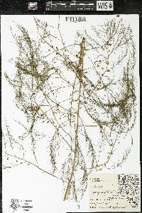 Asparagus officinalis image