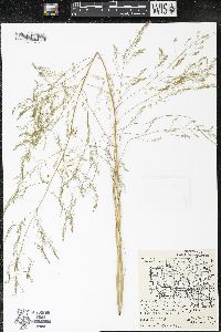 Asparagus officinalis image