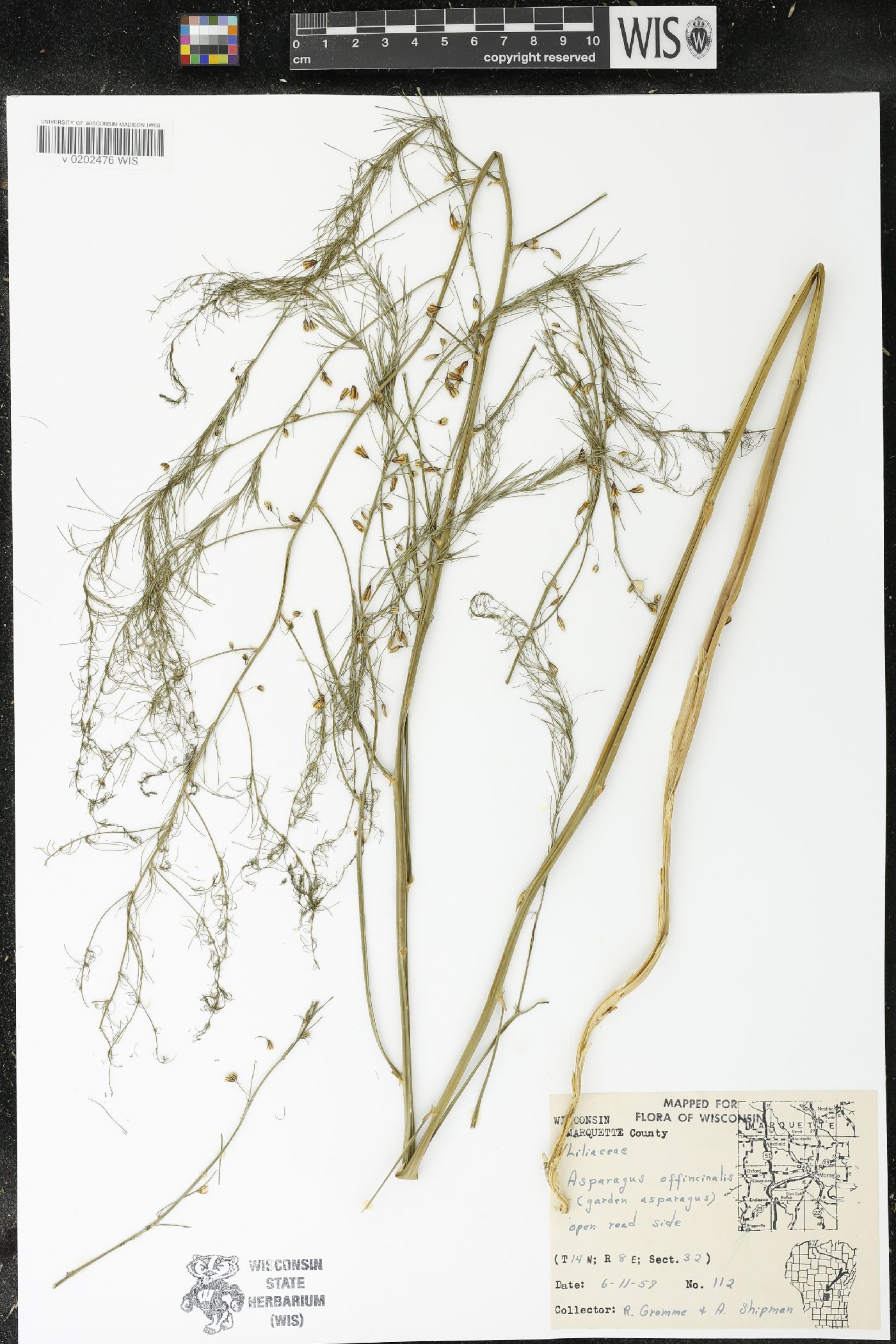 Asparagus officinalis image