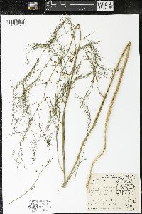 Asparagus officinalis image