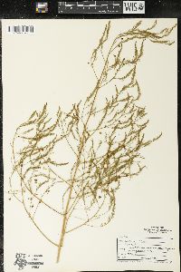 Asparagus officinalis image