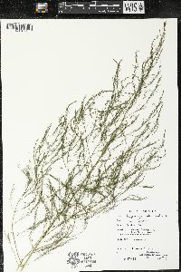 Asparagus officinalis image