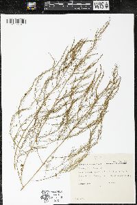 Asparagus officinalis image