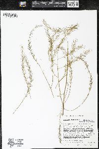 Asparagus officinalis image