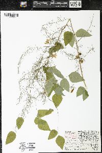 Asparagus officinalis image