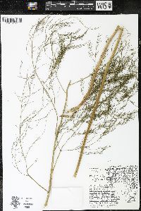 Asparagus officinalis image