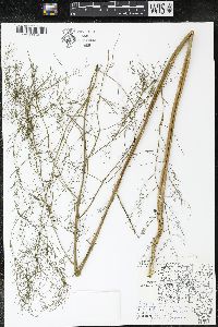 Asparagus officinalis image