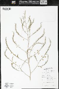 Asparagus officinalis image