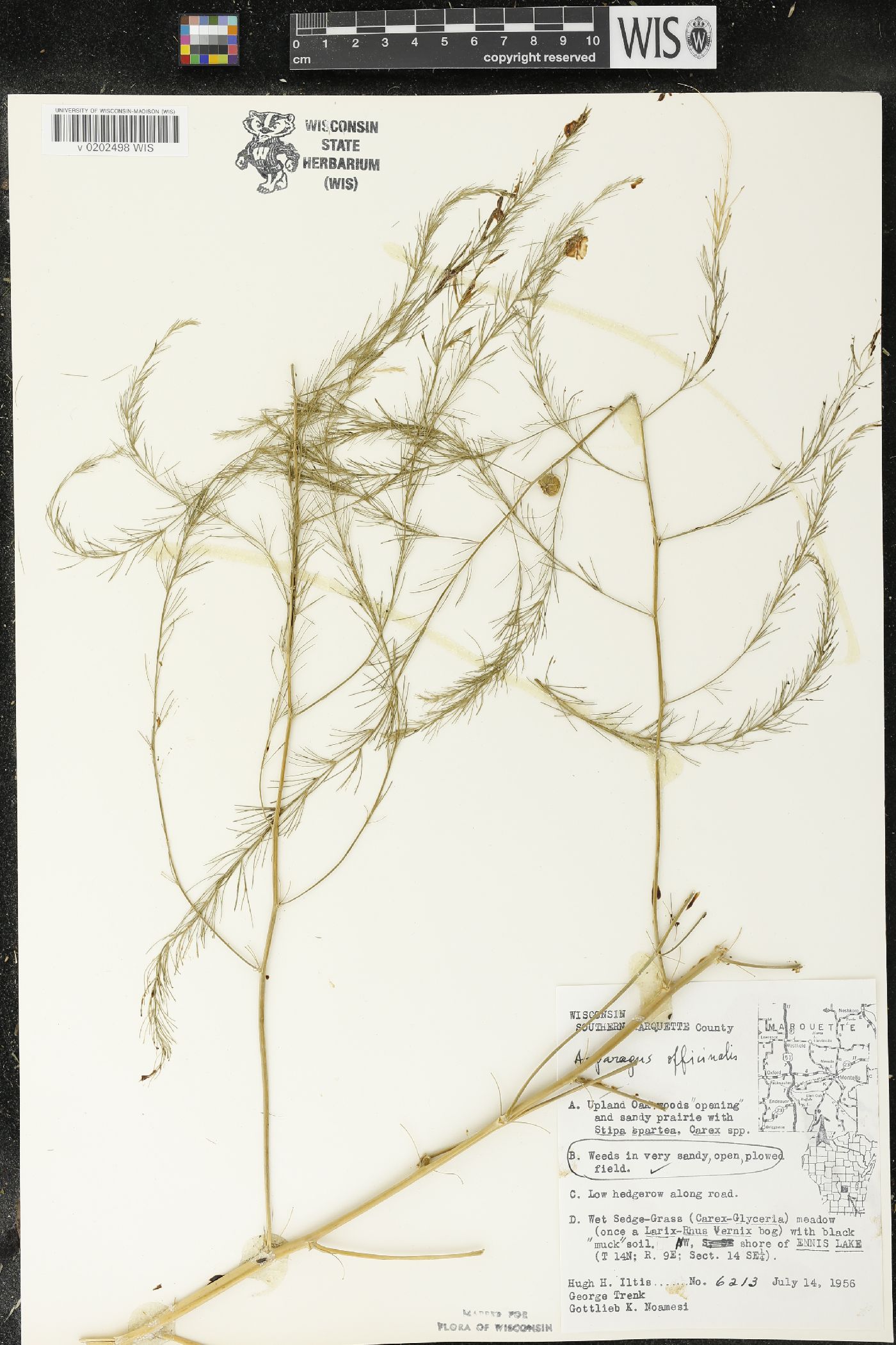 Asparagus officinalis image