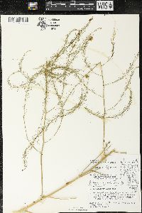 Asparagus officinalis image