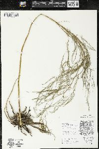 Asparagus officinalis image