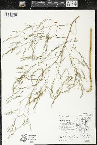 Asparagus officinalis image