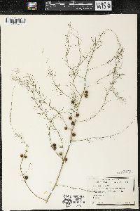 Asparagus officinalis image