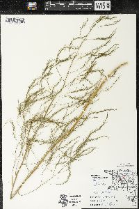 Asparagus officinalis image