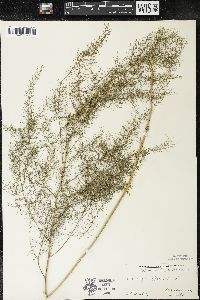 Asparagus officinalis image