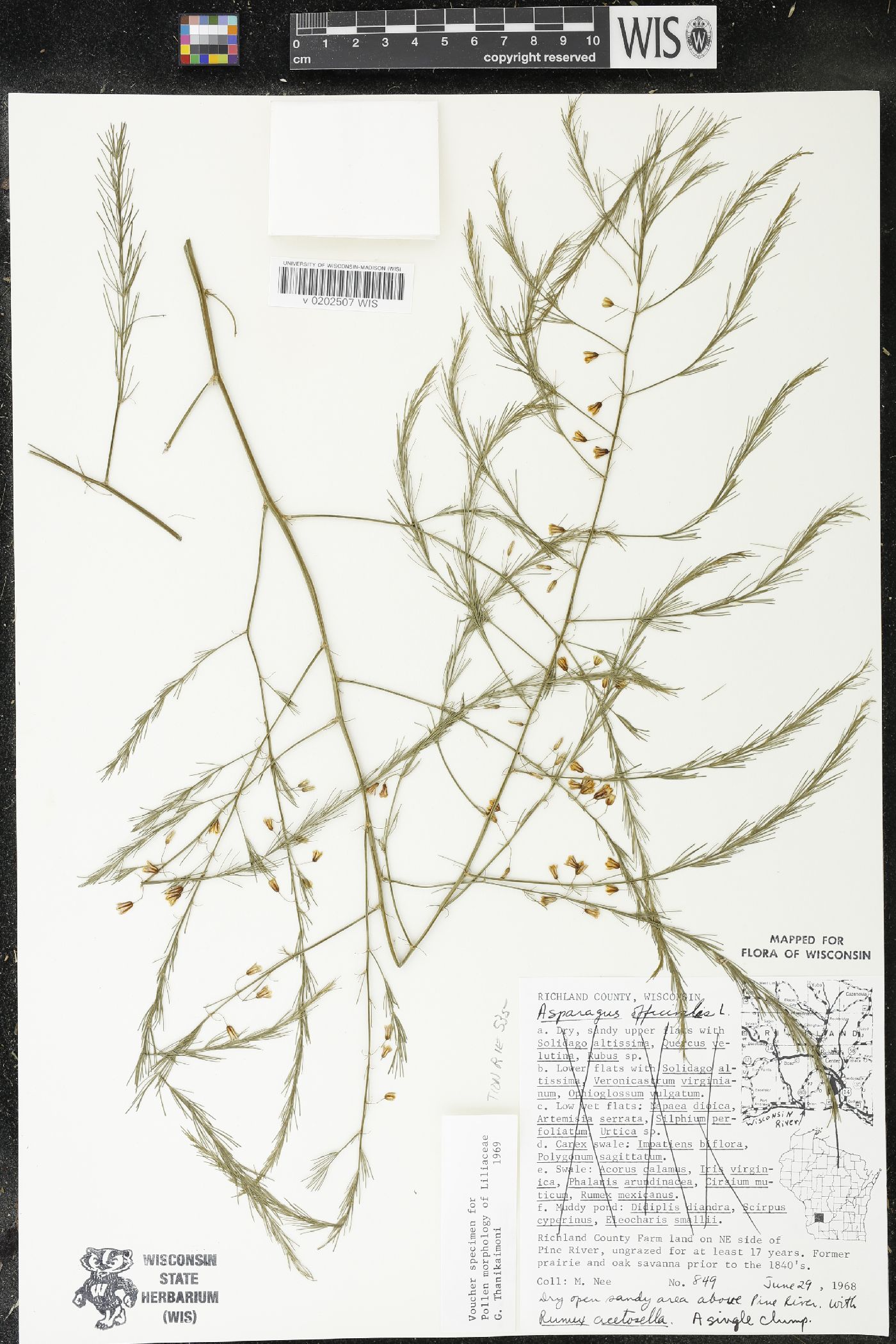 Asparagus officinalis image