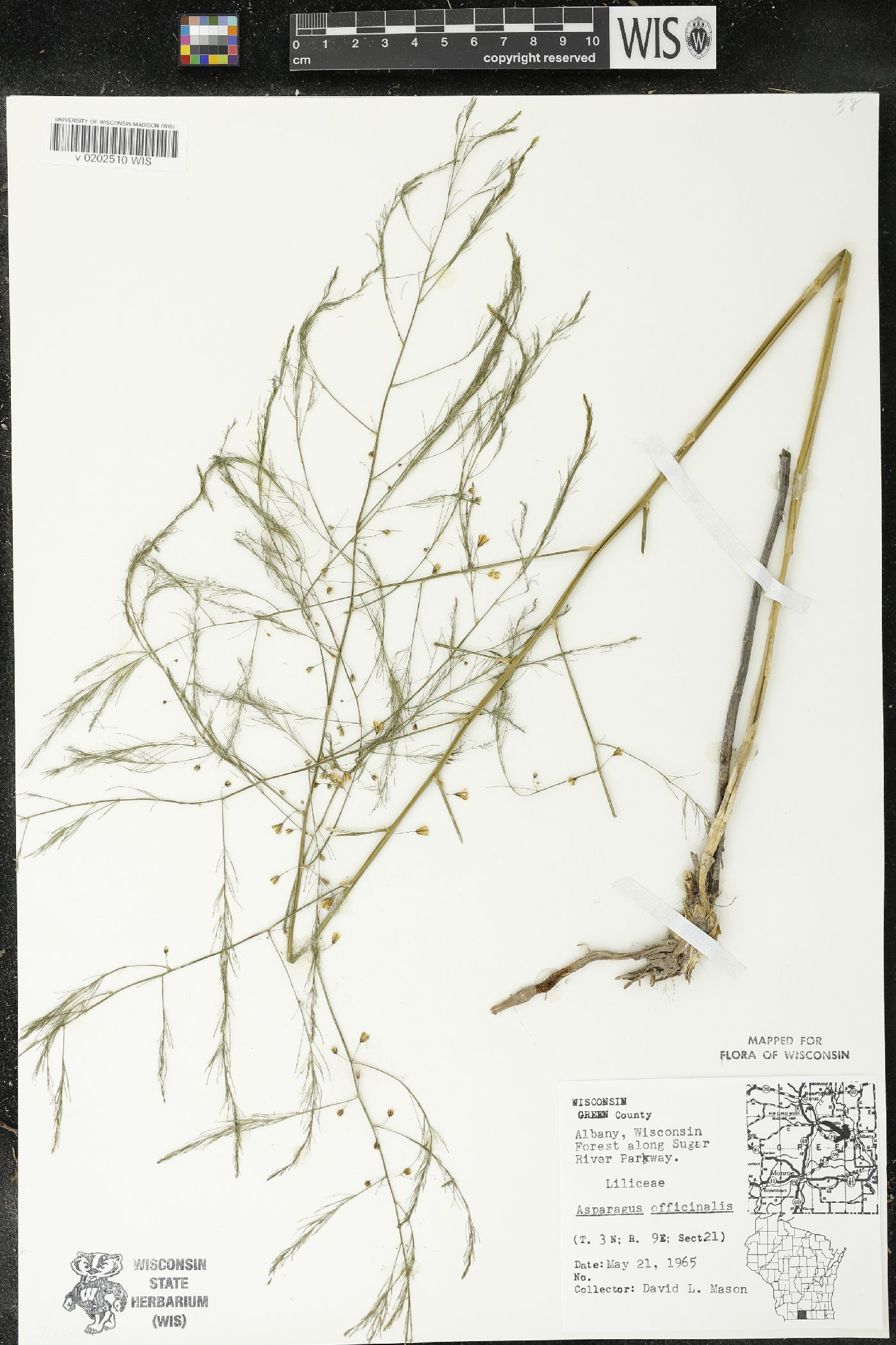 Asparagus officinalis image