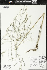 Asparagus officinalis image