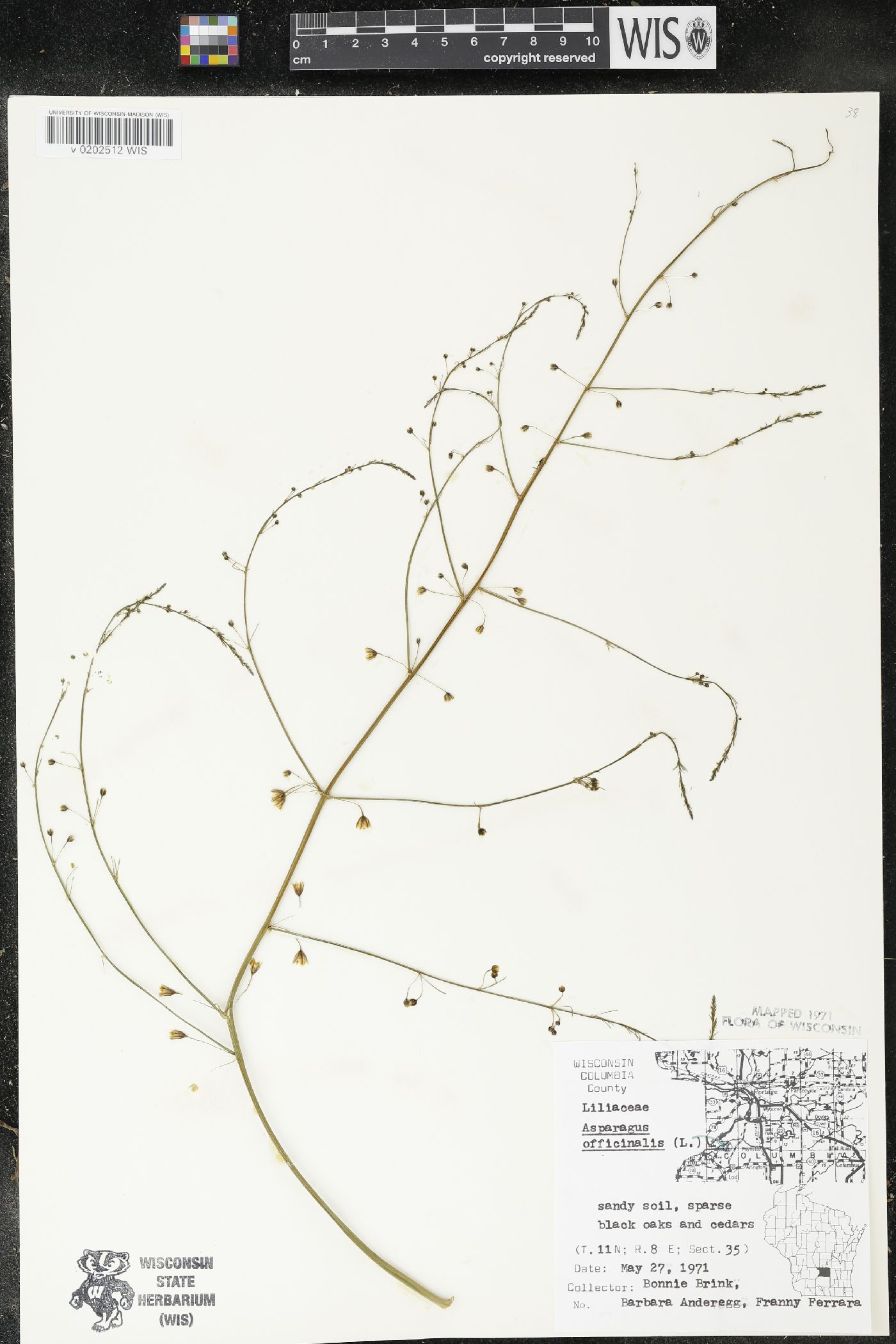 Asparagus officinalis image