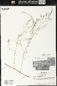 Asparagus officinalis image