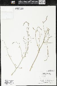 Asparagus officinalis image