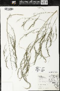 Asparagus officinalis image