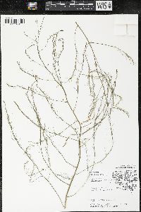 Asparagus officinalis image