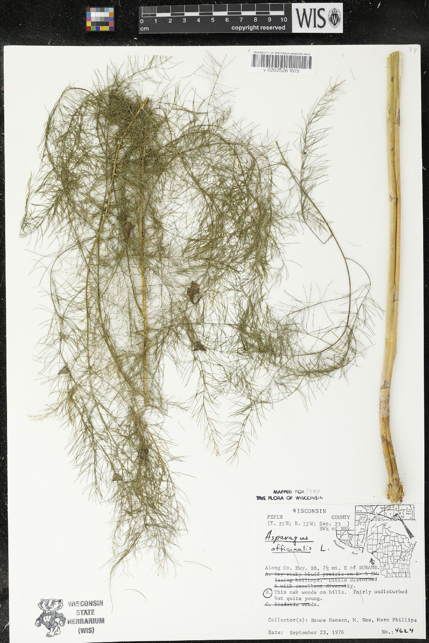 Asparagus officinalis image