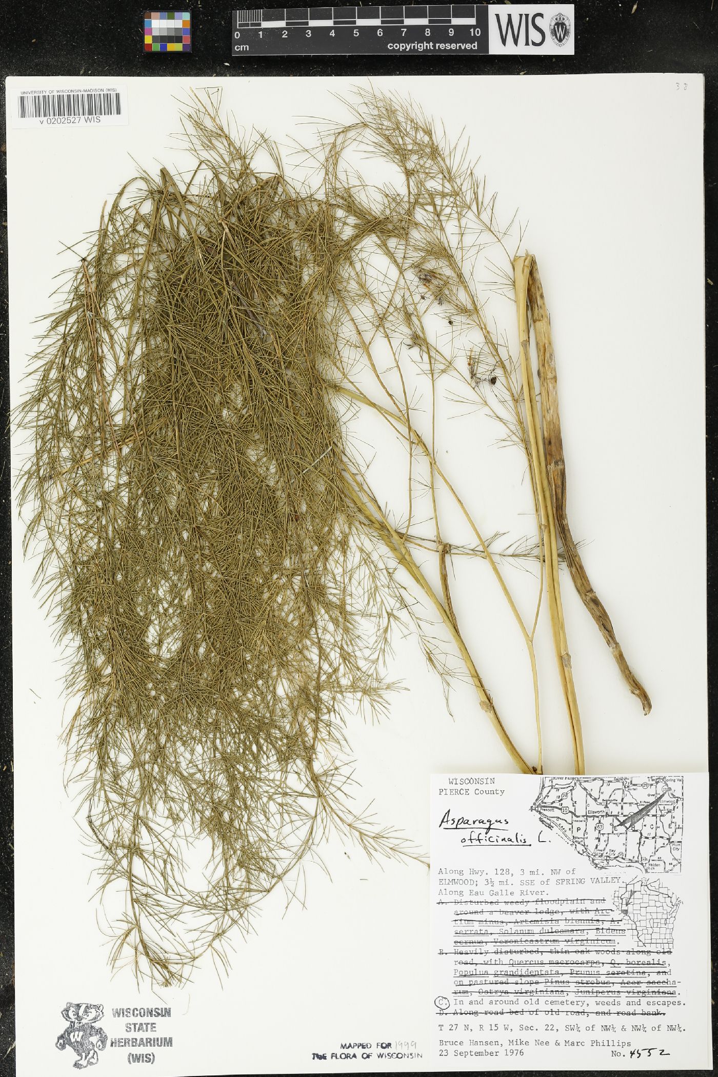 Asparagus officinalis image