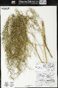 Asparagus officinalis image