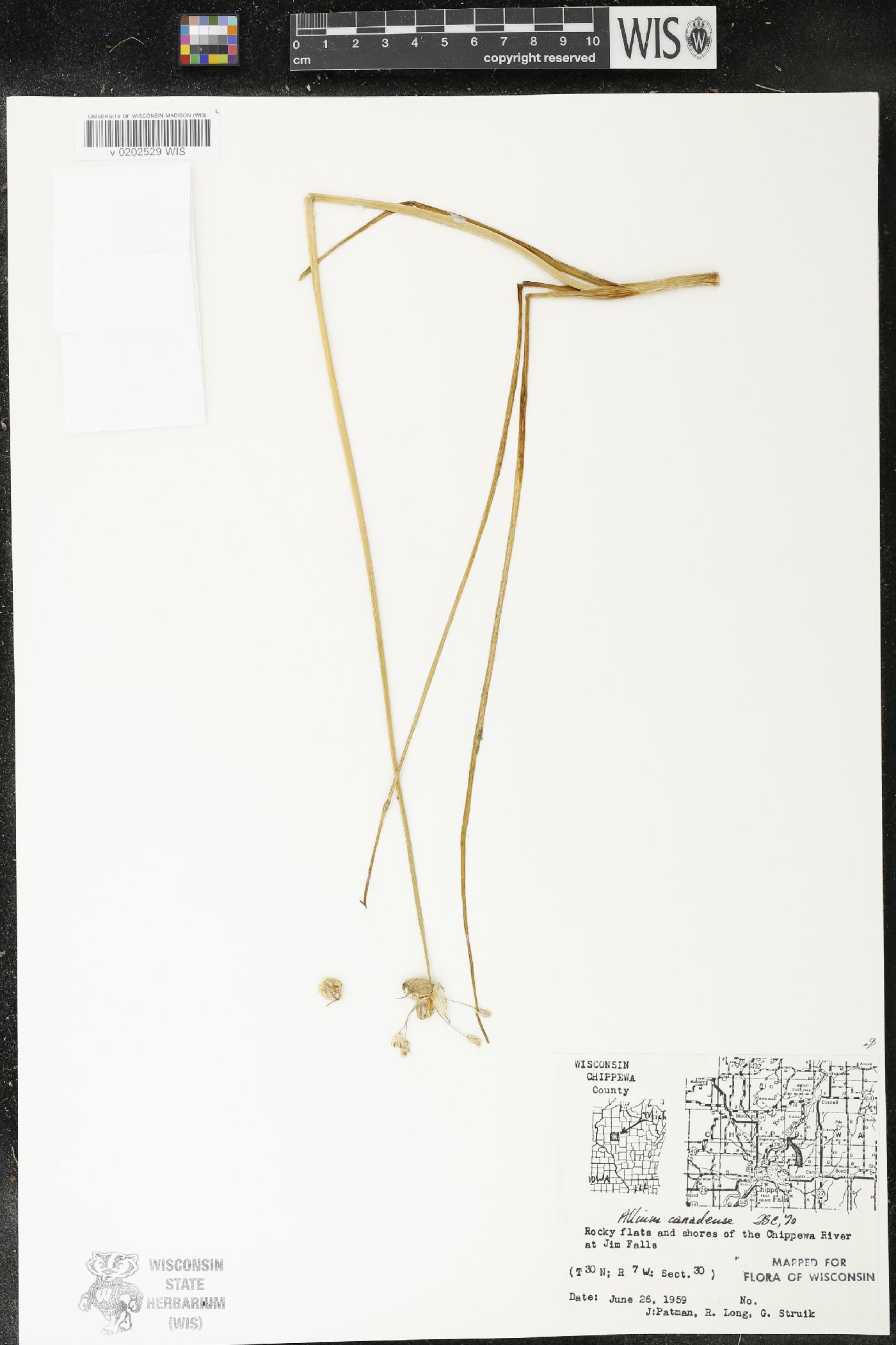 Allium canadense image
