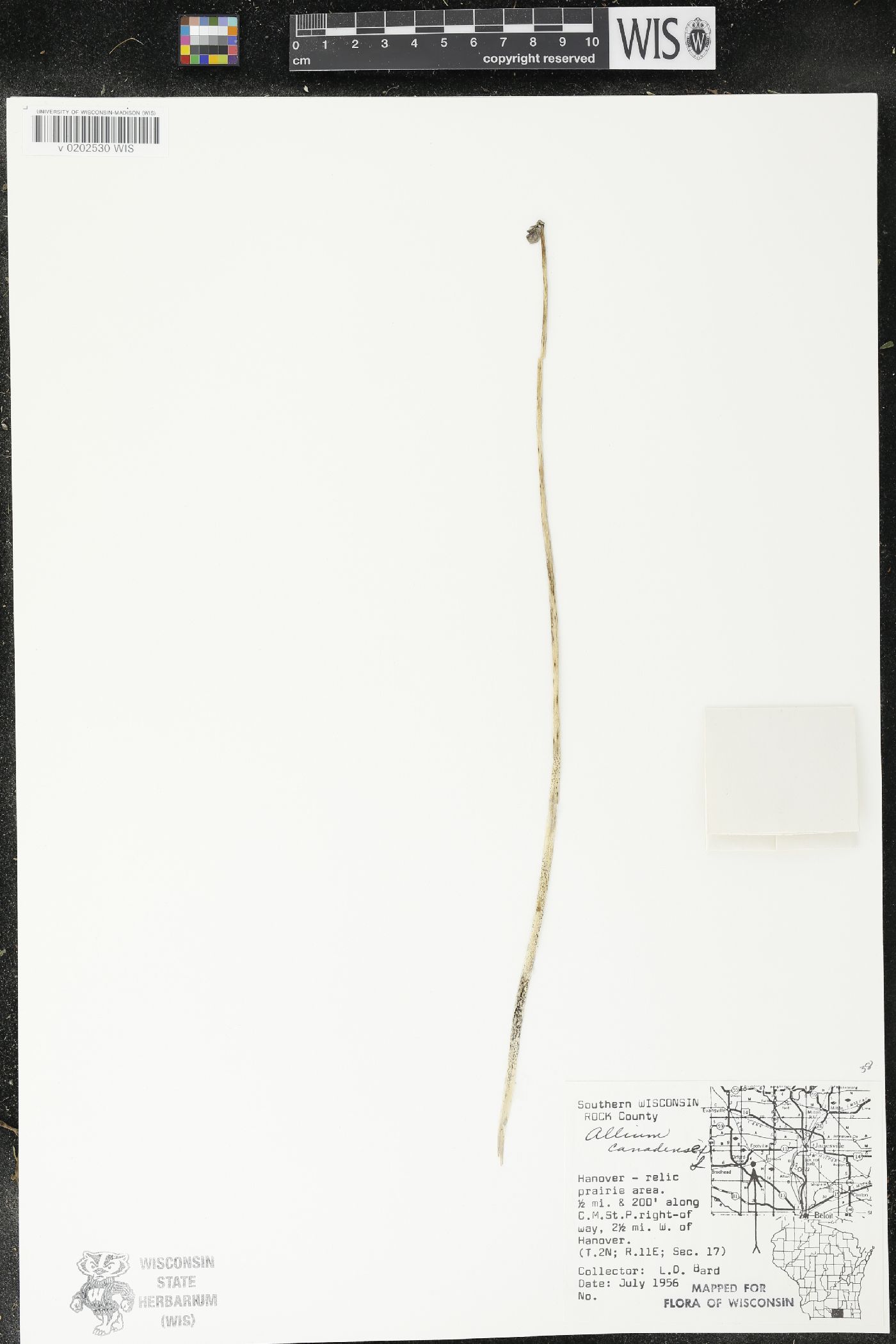 Allium canadense image