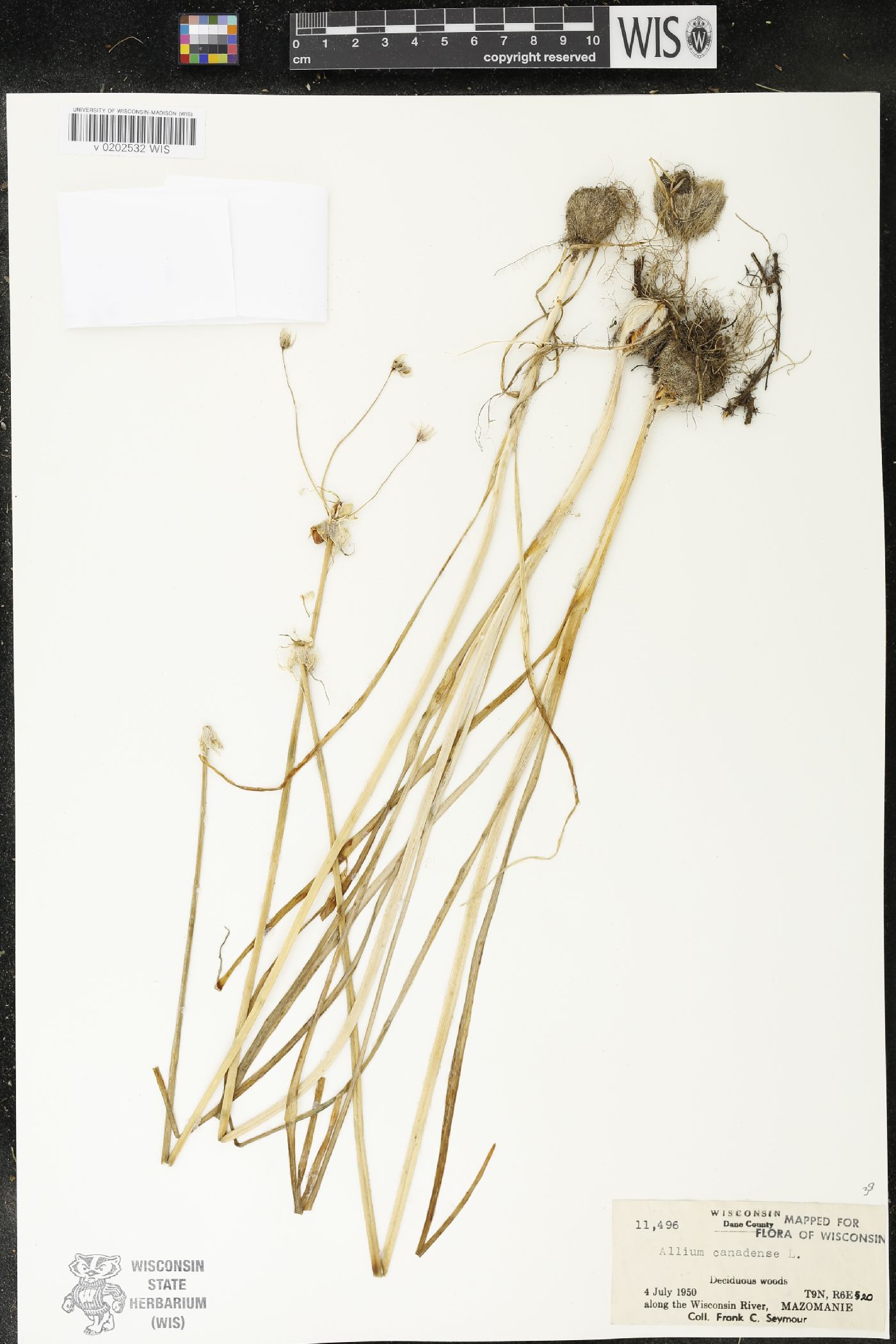 Allium canadense image