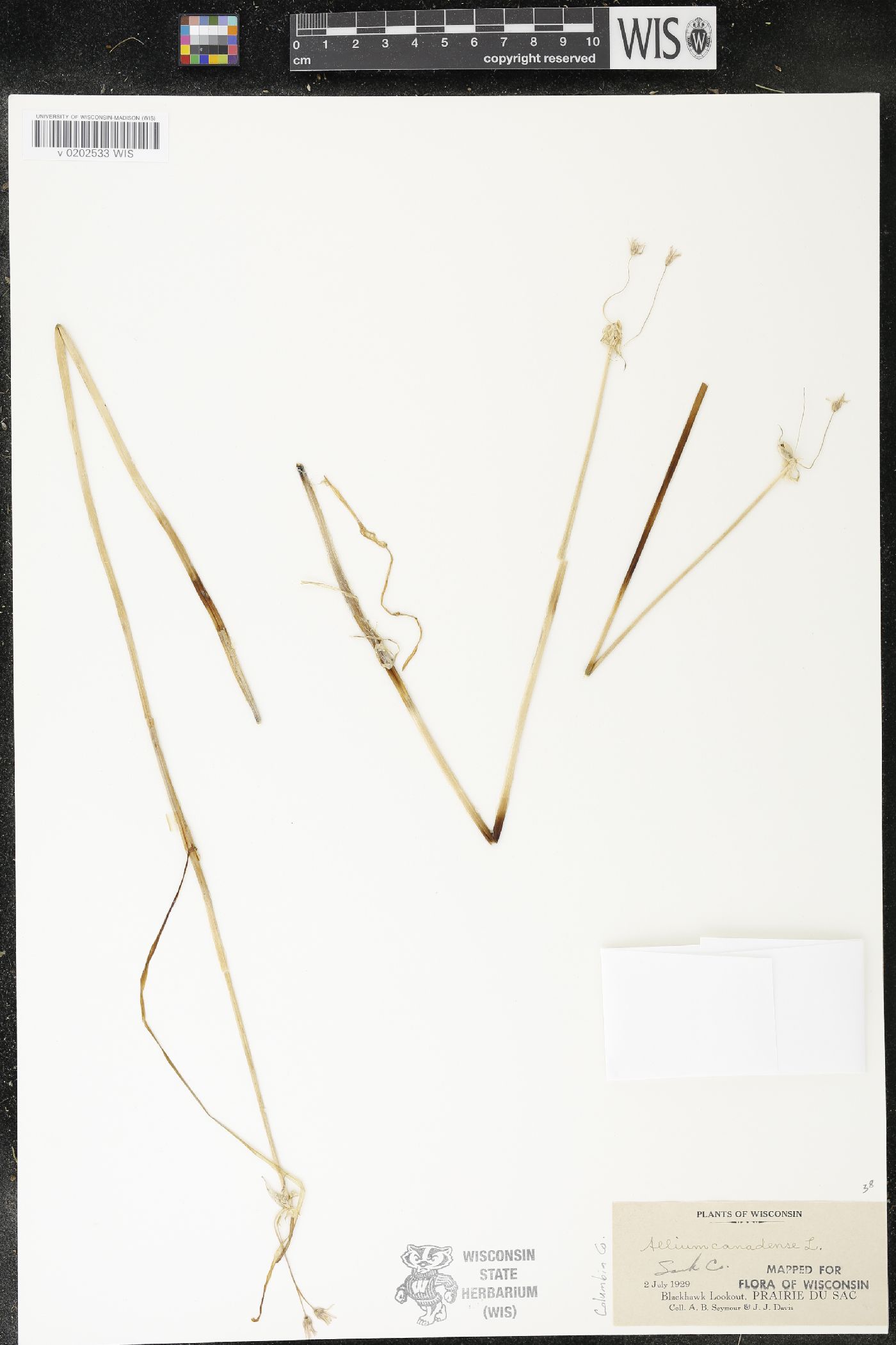 Allium canadense image
