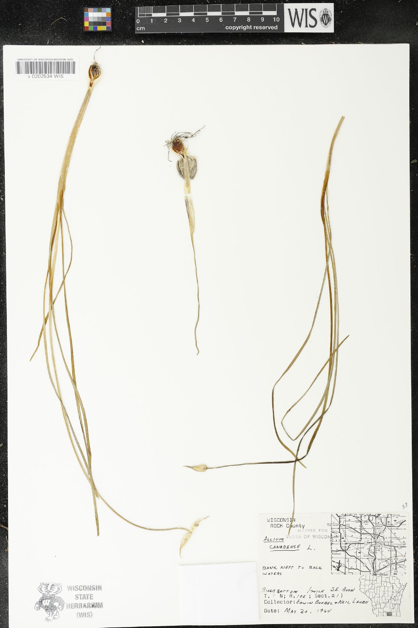 Allium canadense image