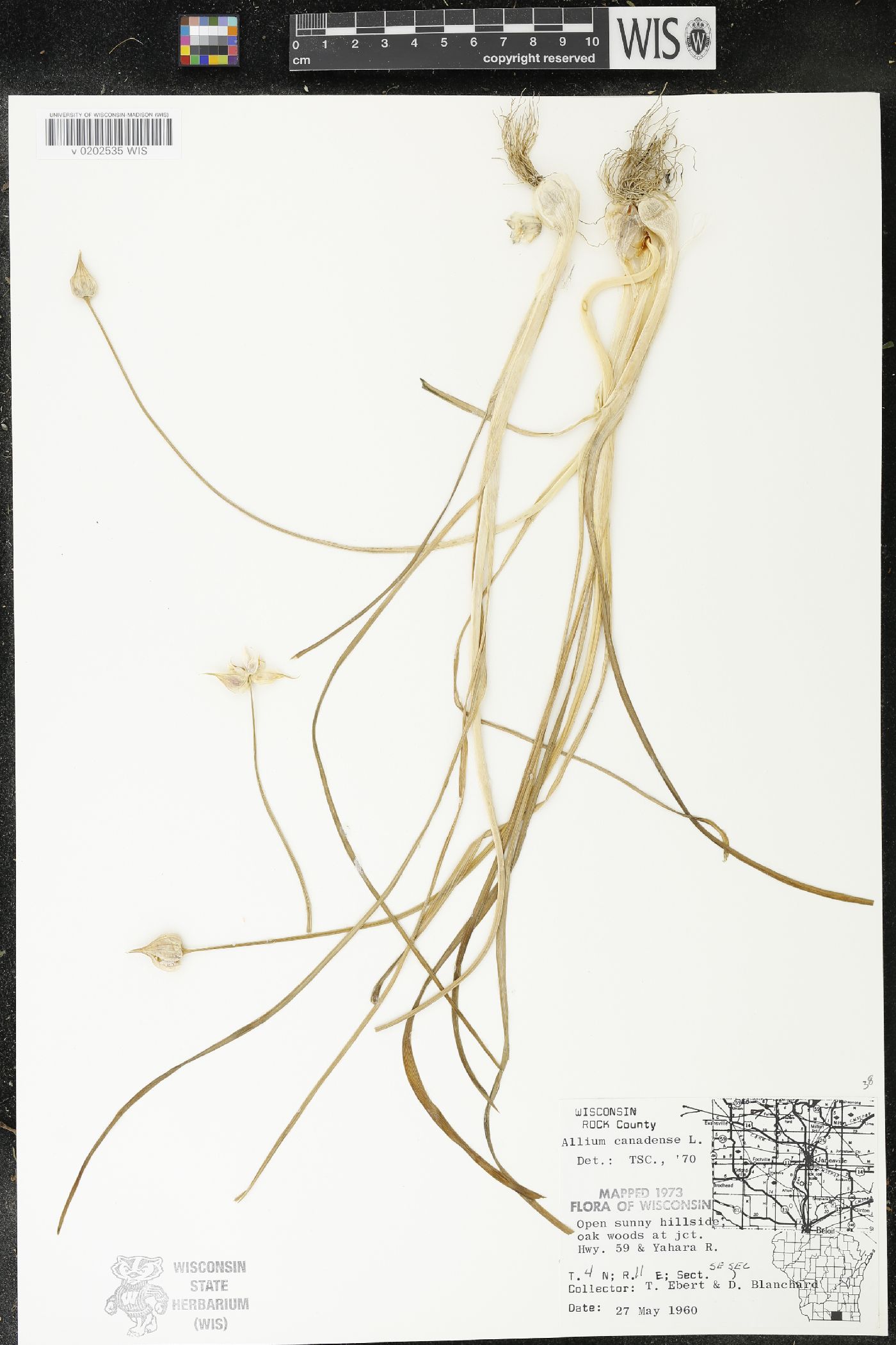 Allium canadense image