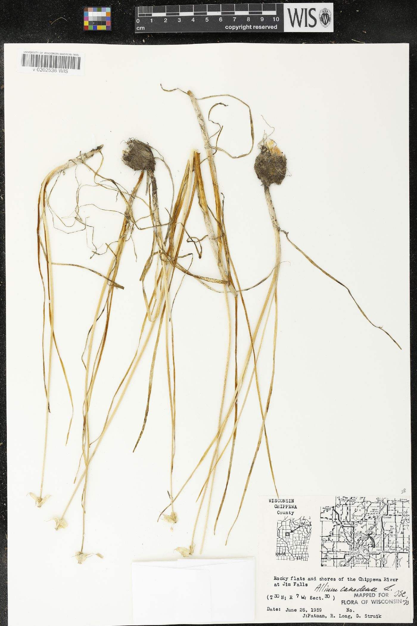 Allium canadense image