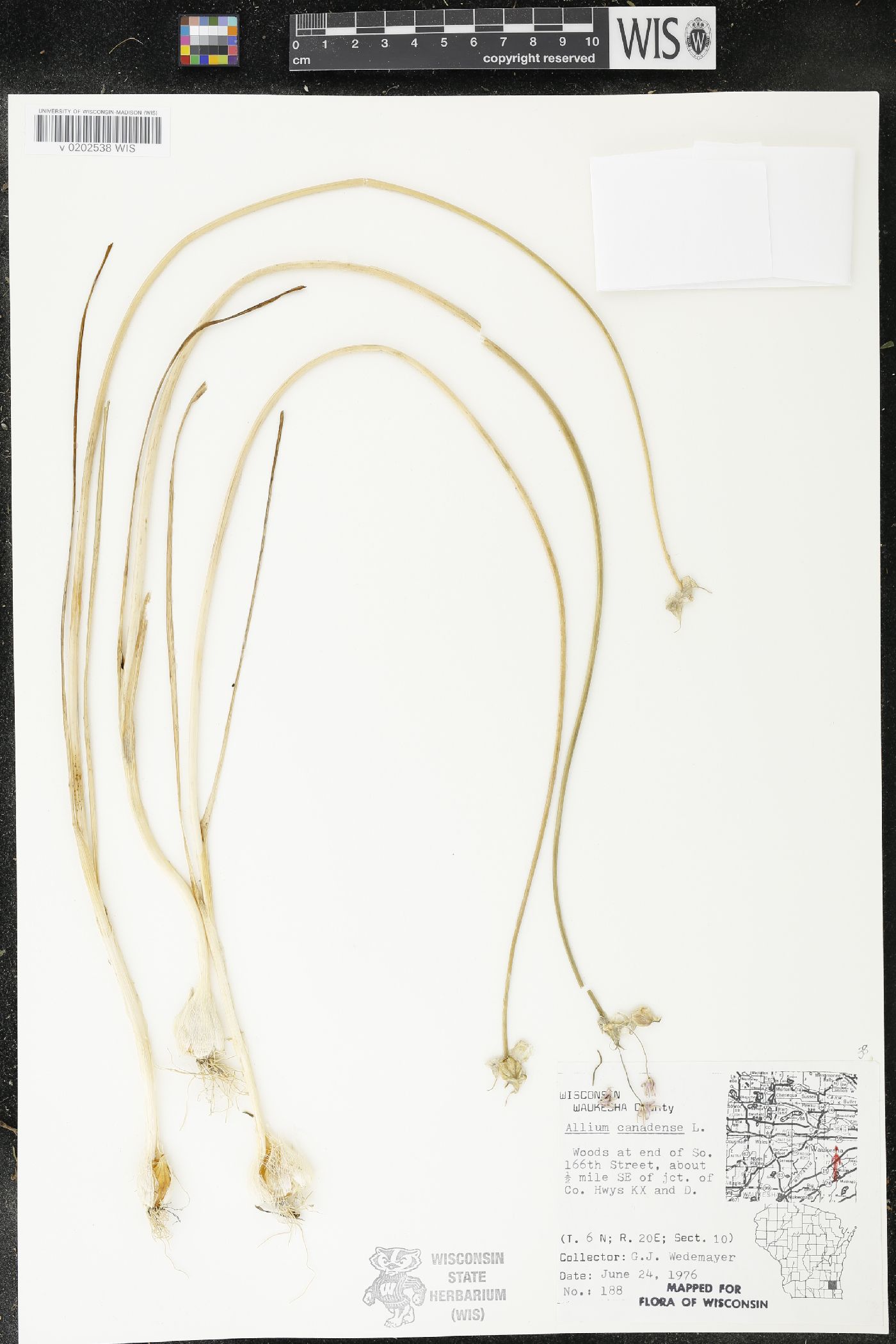 Allium canadense image