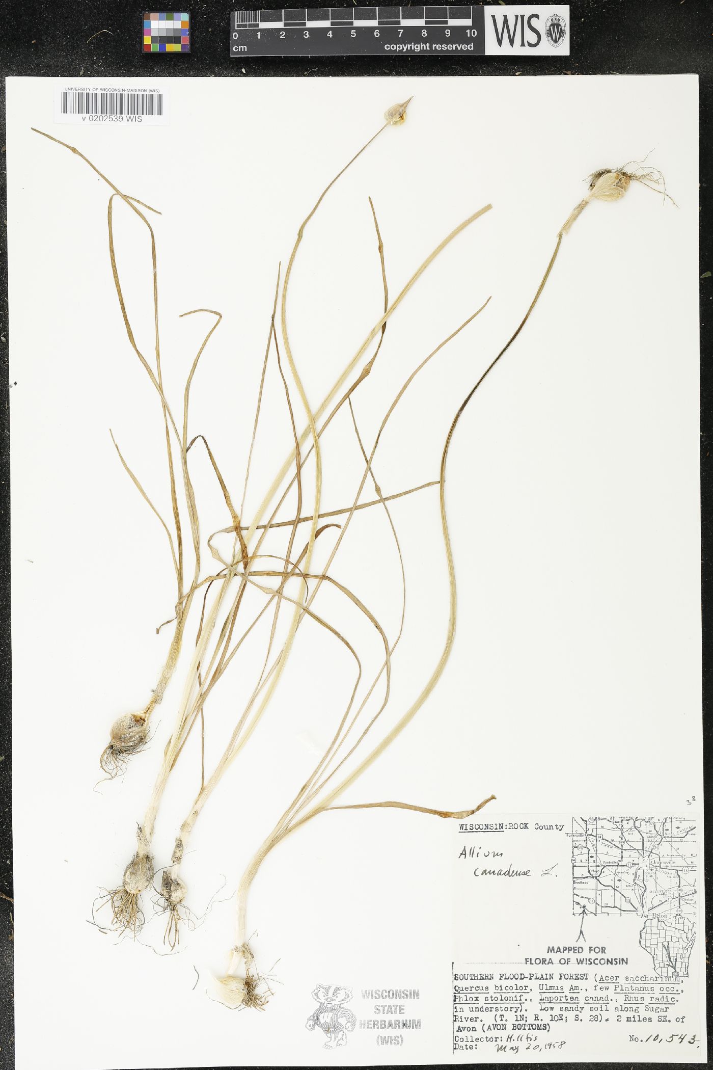 Allium canadense image