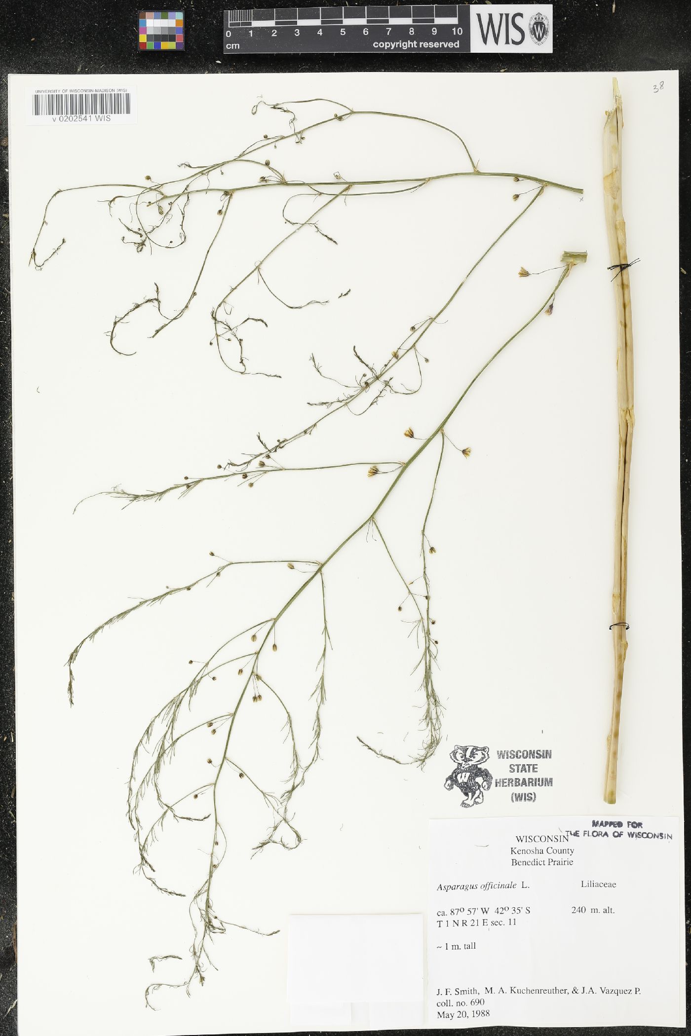Asparagus officinalis image
