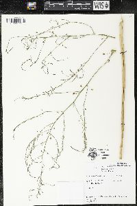 Asparagus officinalis image