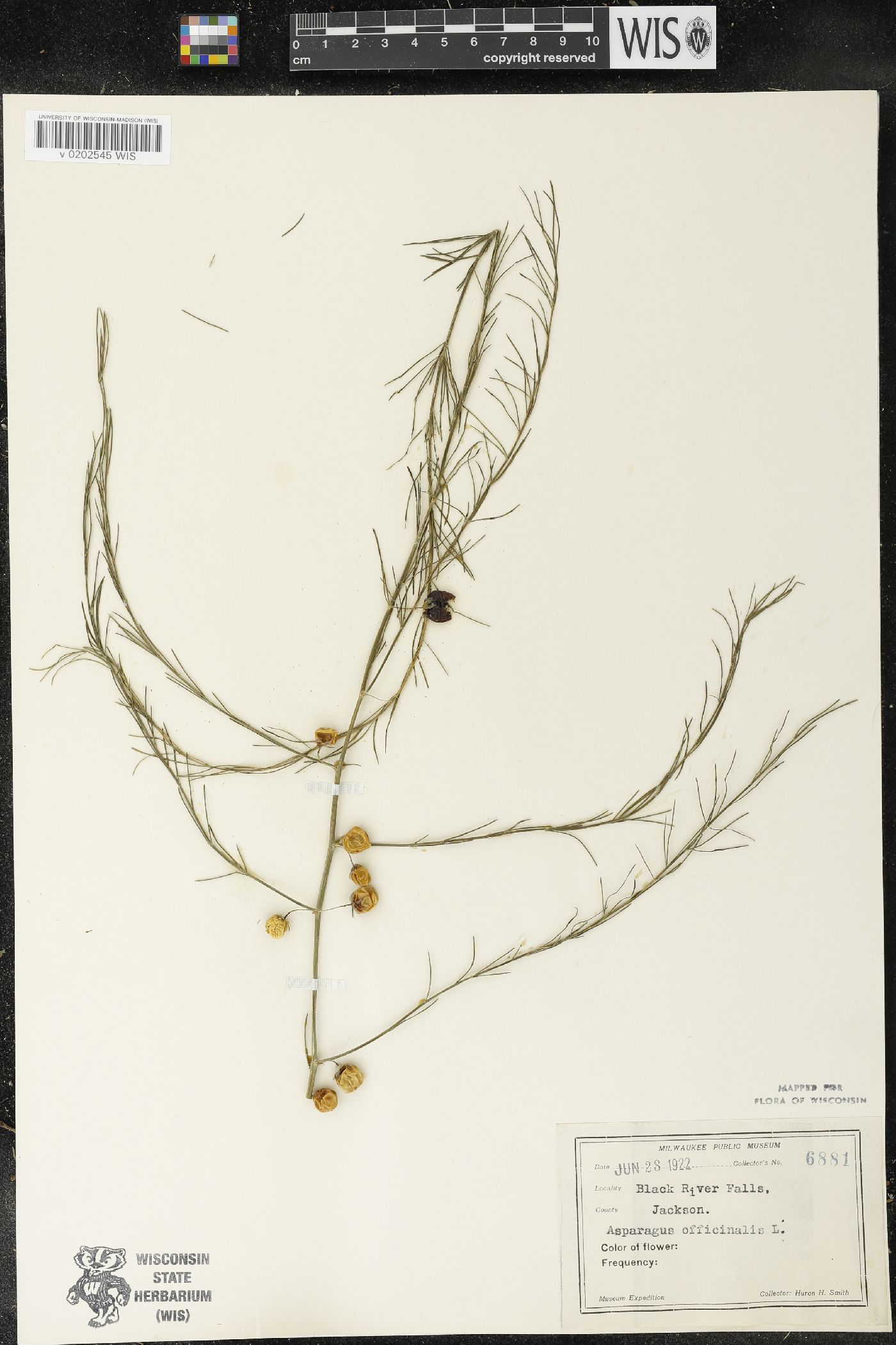 Asparagus officinalis image