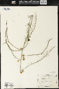 Asparagus officinalis image